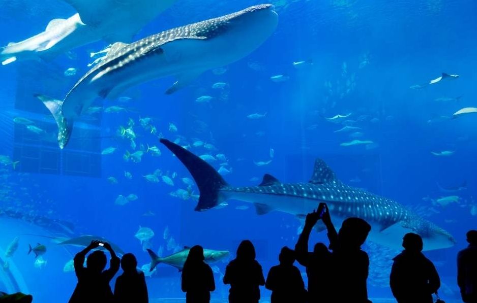 GARDALAND AQUARIUM