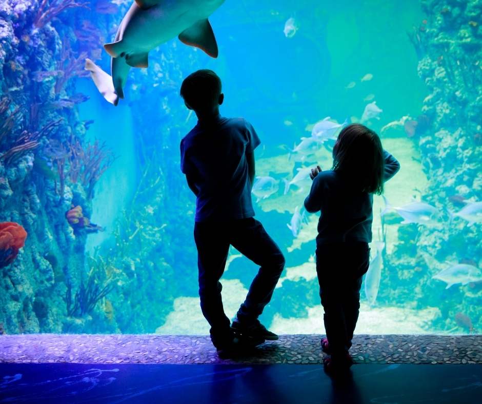 GARDALAND AQUARIUM1