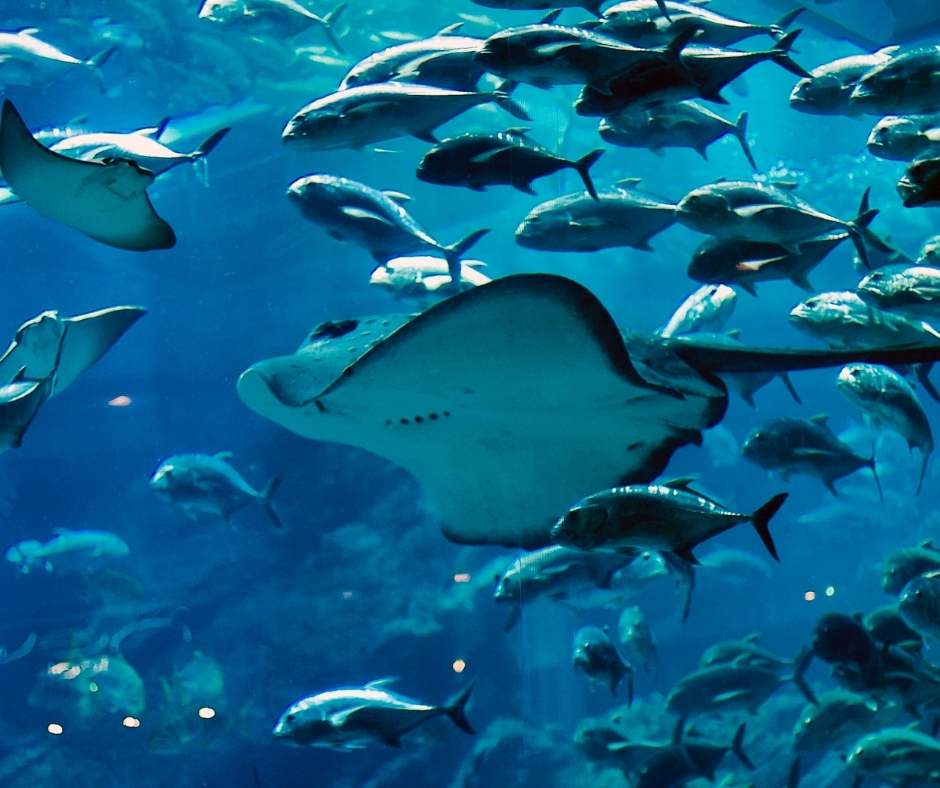 GARDALAND AQUARIUM3