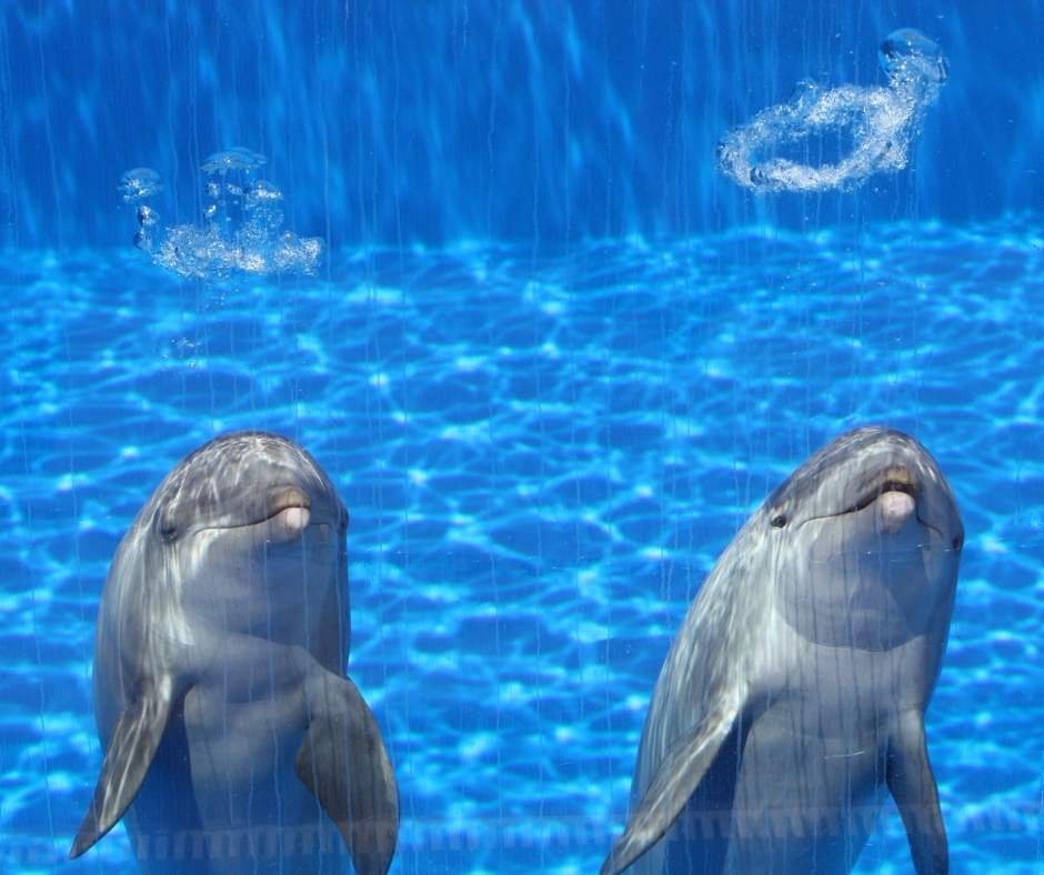 GARDALAND AQUARIUM4