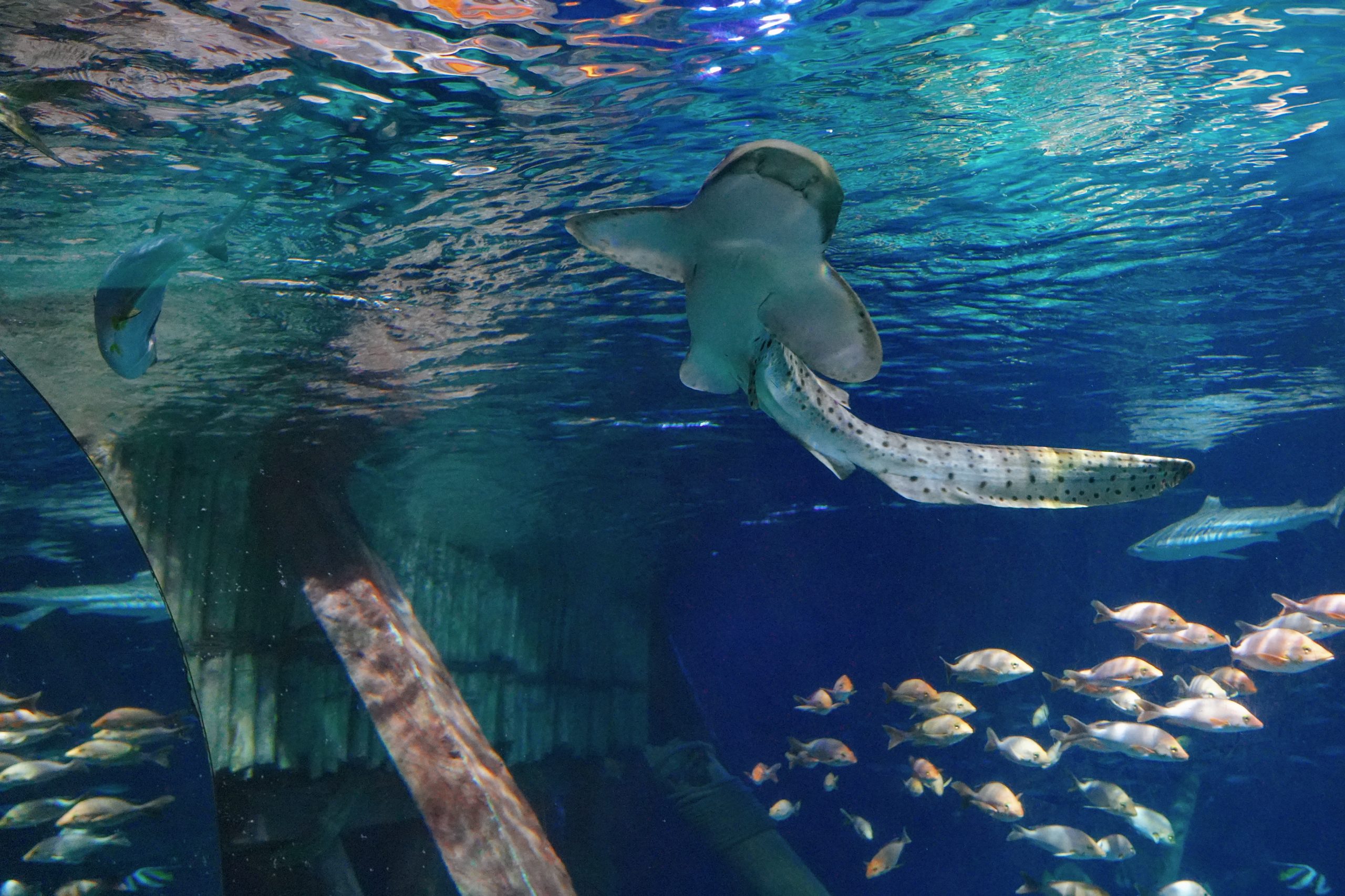 Gardaland SEA LIFE Aquarium_Squalo zebra_DSC07338