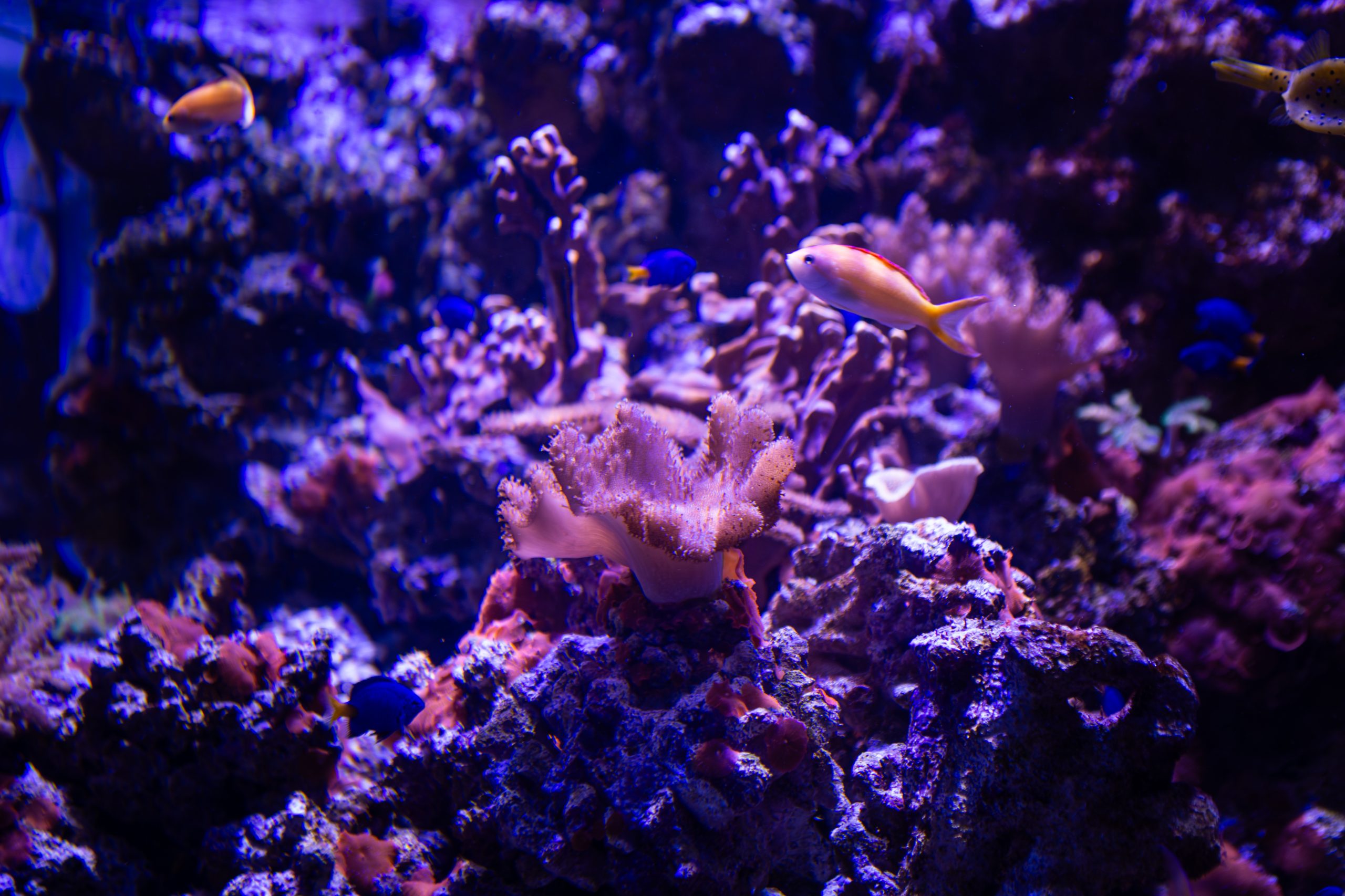 Gardaland SEA LIFE Aquarium_Coralli