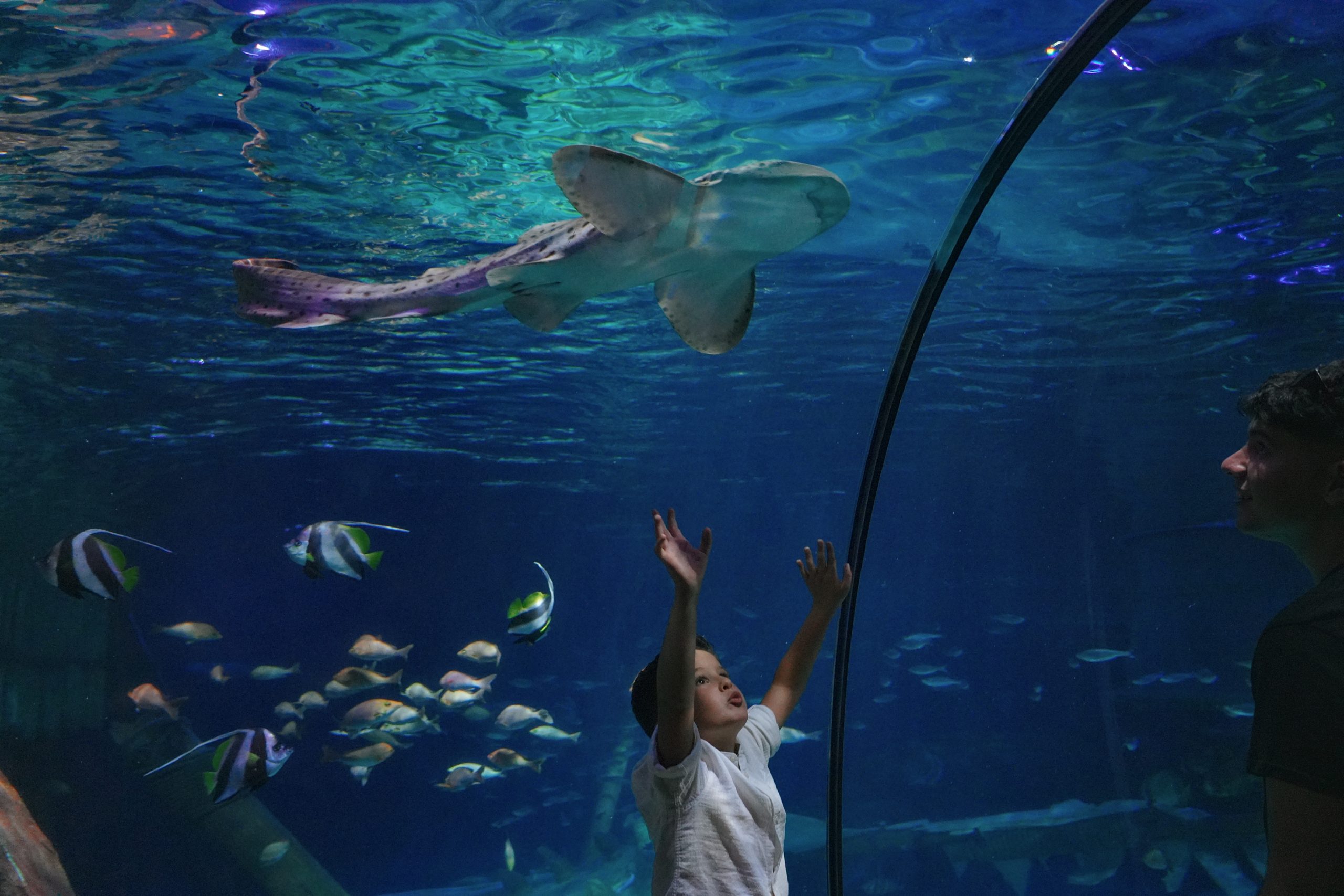 Gardaland SEA LIFE Aquarium_Squalo zebra_DSC07566